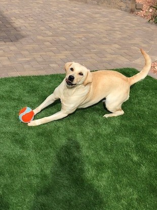 Entry image for Zoe. Clicking this image will show a larger photo