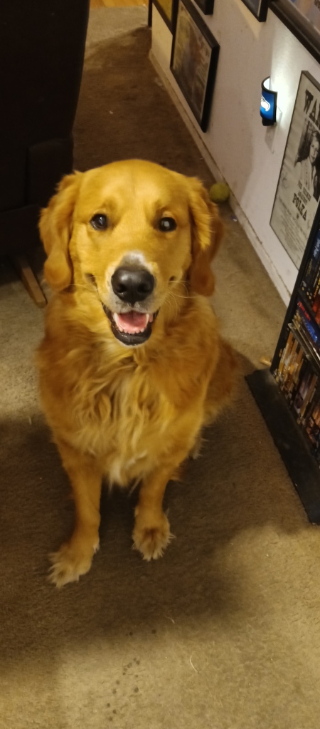 Entry image for Maximus. Clicking this image will show a larger photo