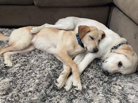 Entry image for Mi Cha and Parker. Clicking this image will show a larger photo