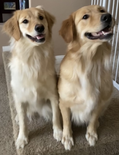 Entry image for Duke & Daisy. Clicking this image will show a larger photo