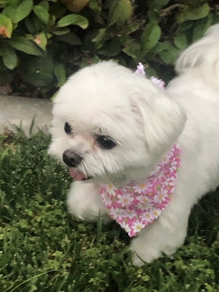 Entry image for Luna . Clicking this image will show a larger photo