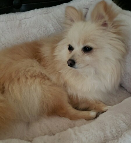 Entry image for Muffin . Clicking this image will show a larger photo