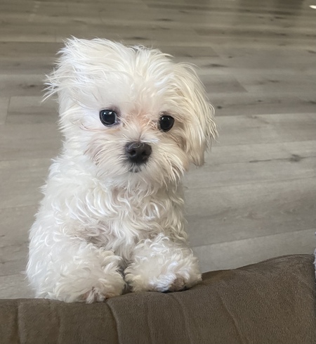 Entry image for Remy . Clicking this image will show a larger photo