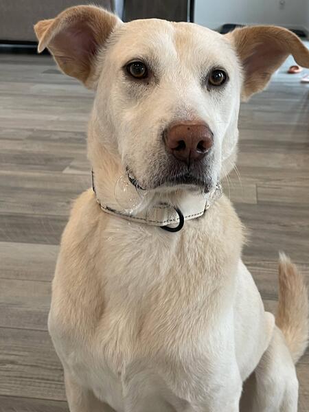 Entry image for Buddy Adam. Clicking this image will show a larger photo