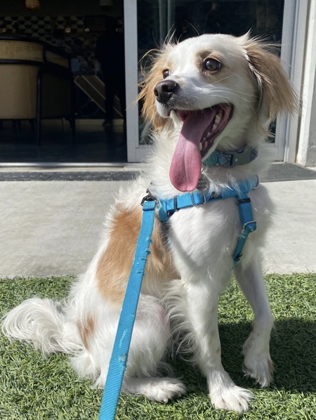 Entry image for Keaton. Clicking this image will show a larger photo