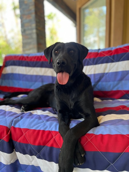 Entry image for Glados. Clicking this image will show a larger photo