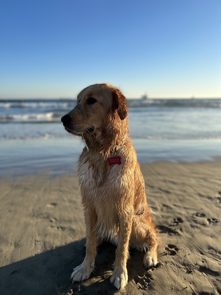 Entry image for Crouton . Clicking this image will show a larger photo