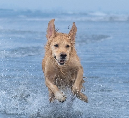 Entry image for Louie. Clicking this image will show a larger photo