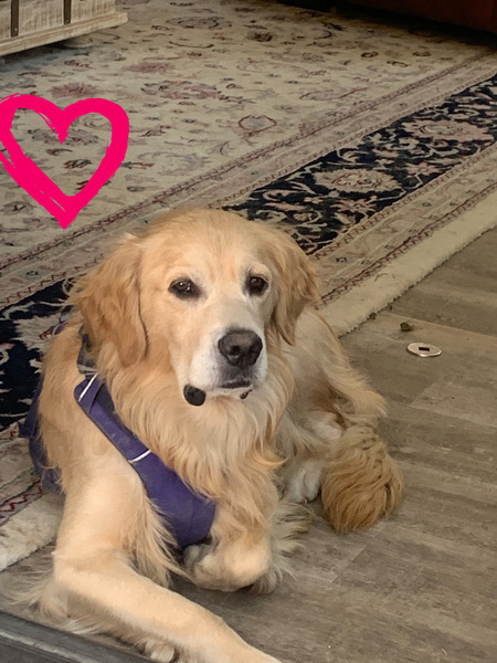 Entry image for Riley. Clicking this image will show a larger photo