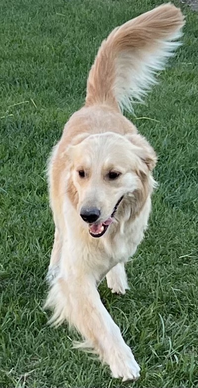 Entry image for Kula ( aka Cheese ). Clicking this image will show a larger photo