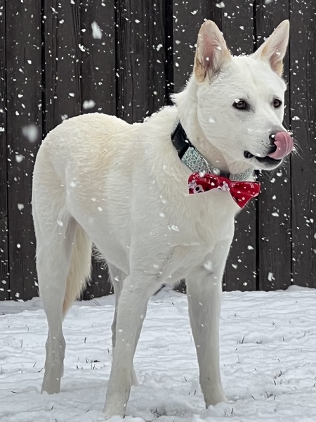 Entry image for Ollie. Clicking this image will show a larger photo