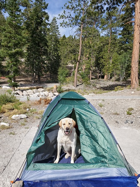 Entry image for Winston (FKA) Lucky. Clicking this image will show a larger photo