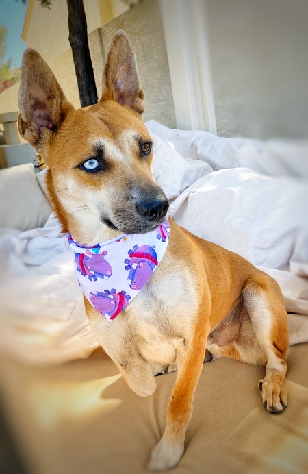 Entry image for Archie. Clicking this image will show a larger photo