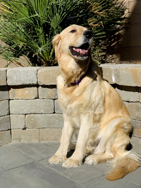 Entry image for Mango. Clicking this image will show a larger photo