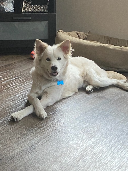 Entry image for Milo. Clicking this image will show a larger photo