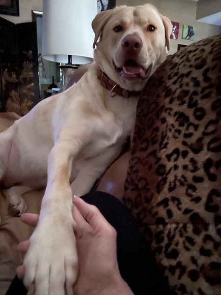 Entry image for Priscilla . Clicking this image will show a larger photo