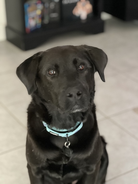 Entry image for Sully. Clicking this image will show a larger photo