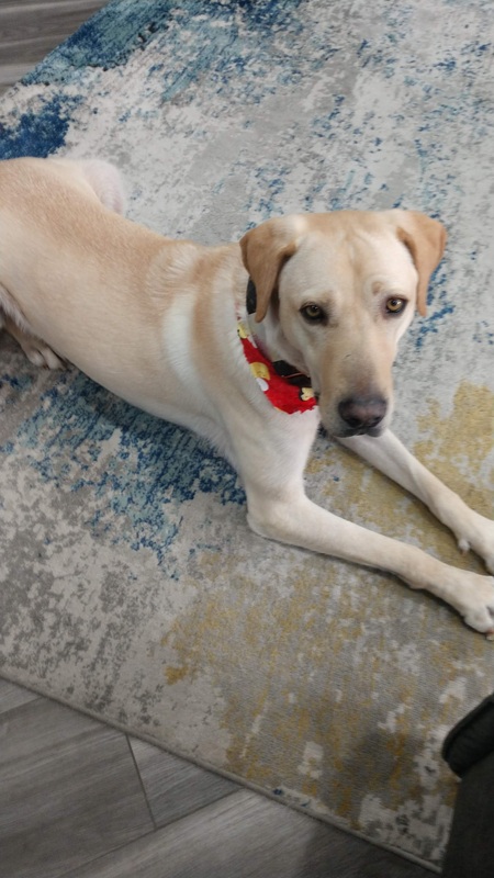 Entry image for Baxter. Clicking this image will show a larger photo