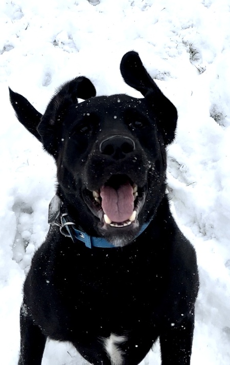 Entry image for Hudson. Clicking this image will show a larger photo