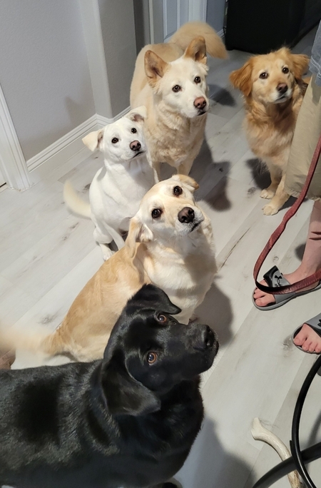 Entry image for Stormy, Jazzy, Savy, Misty, Chance. Clicking this image will show a larger photo