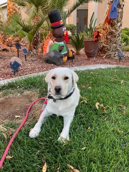 Entry image for Lola . Clicking this image will show a larger photo