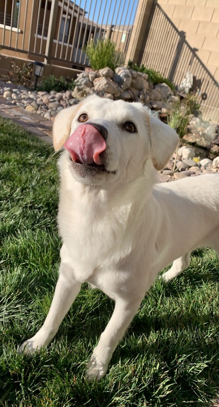 Entry image for Luna. Clicking this image will show a larger photo