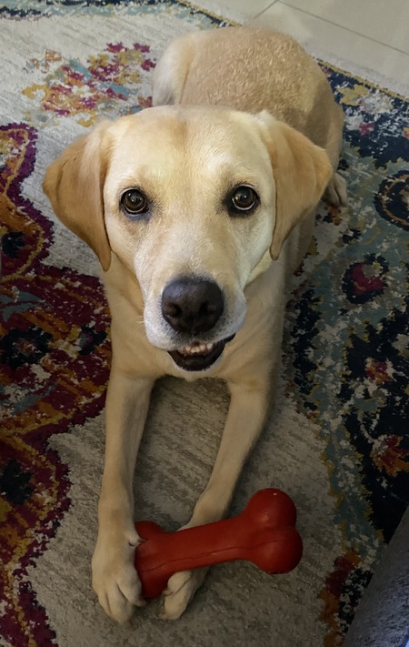 Entry image for Hazel. Clicking this image will show a larger photo