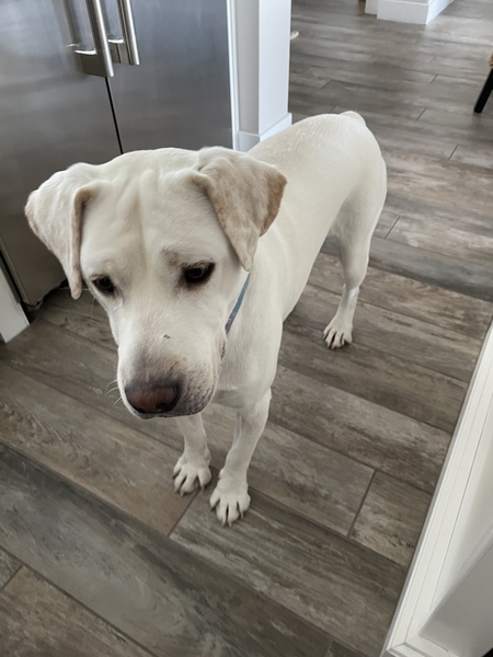 Entry image for Romeo. Clicking this image will show a larger photo