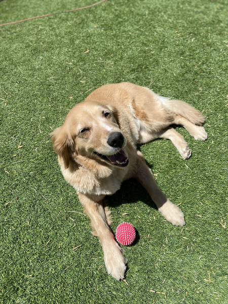 Entry image for Ivy. Clicking this image will show a larger photo