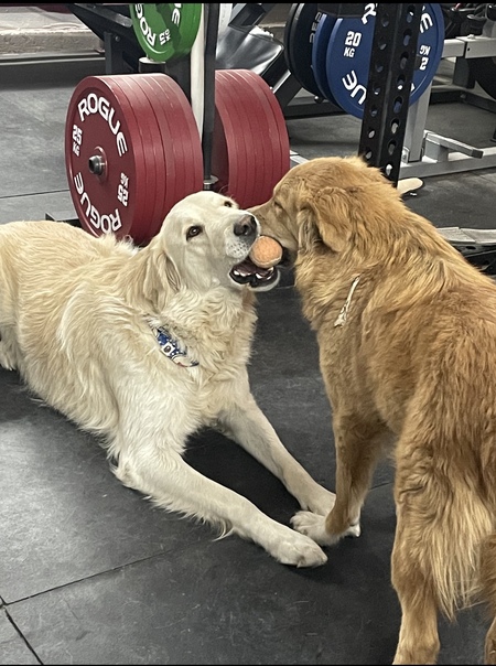 Entry image for Ollie and Curry (fka Lassie) . Clicking this image will show a larger photo