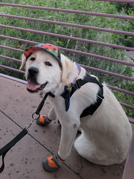 Entry image for Shadow. Clicking this image will show a larger photo