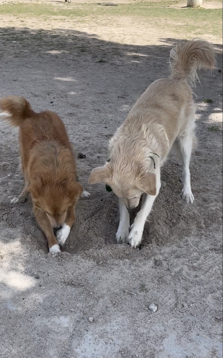 Entry image for Curry (fka Lassie) and Ollie . Clicking this image will show a larger photo