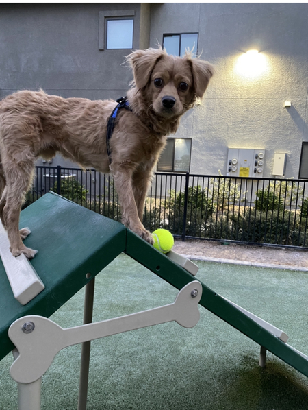 Entry image for Charlie. Clicking this image will show a larger photo