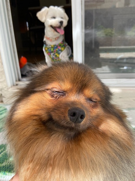 Entry image for Mr. Picklepants . Clicking this image will show a larger photo