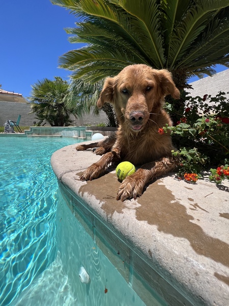 Entry image for Shadow. Clicking this image will show a larger photo