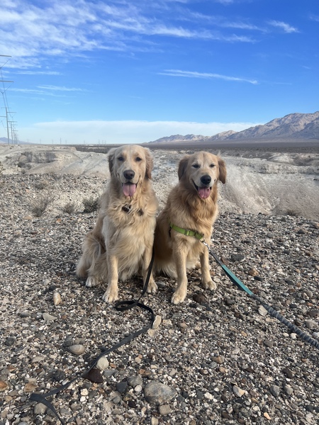 Entry image for Orion. Clicking this image will show a larger photo