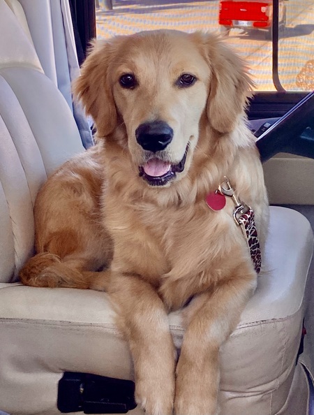 Entry image for Buddy. Clicking this image will show a larger photo