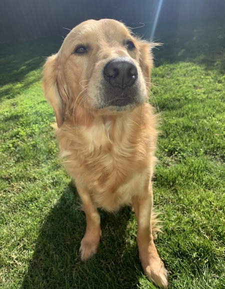 Entry image for Teddy. Clicking this image will show a larger photo