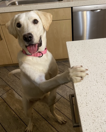 Entry image for Kailua Noodle Sage (formerly known as Sage) . Clicking this image will show a larger photo