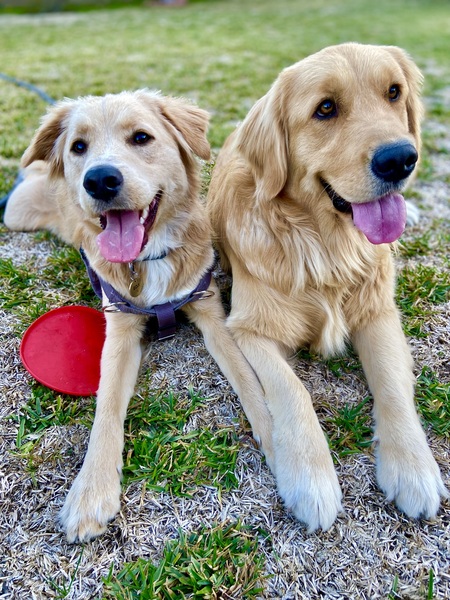 Entry image for Goji, Bubble & Hazel. Clicking this image will show a larger photo