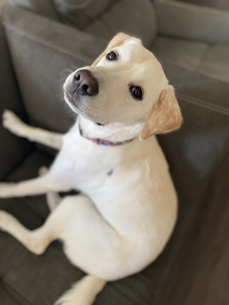 Entry image for Buster. Clicking this image will show a larger photo