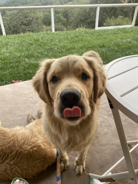 Entry image for Ellie . Clicking this image will show a larger photo