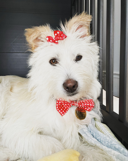 Entry image for Ollie . Clicking this image will show a larger photo