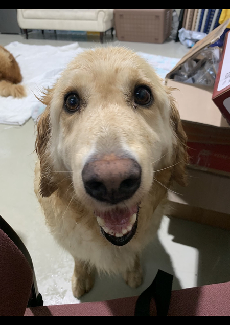 Entry image for Sunny. Clicking this image will show a larger photo