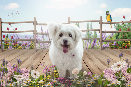 Entry image for Ollie. Clicking this image will show a larger photo