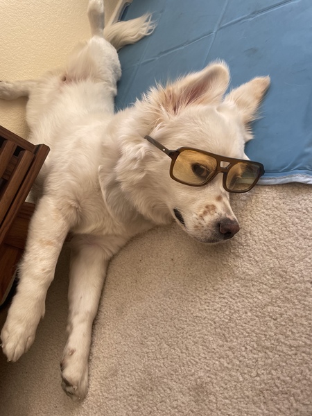 Entry image for Miso. Clicking this image will show a larger photo