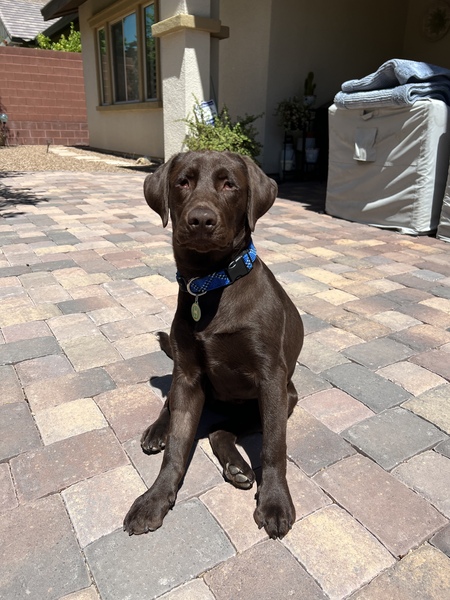 Entry image for Loki. Clicking this image will show a larger photo