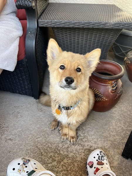 Entry image for Spoon. Clicking this image will show a larger photo