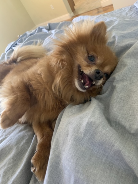 Entry image for Bambi. Clicking this image will show a larger photo