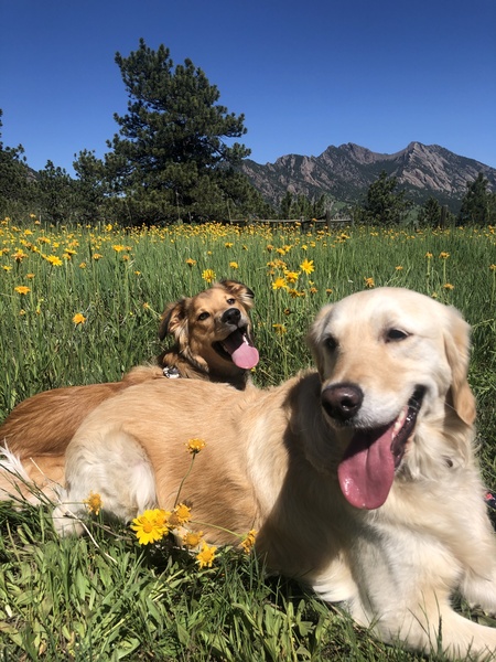 Entry image for Sammy. Clicking this image will show a larger photo